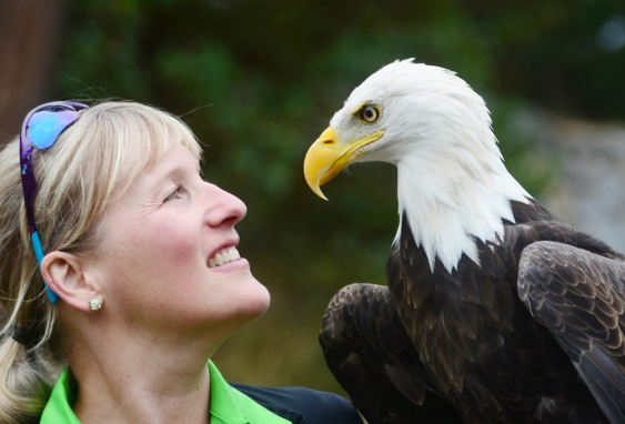 Anne Sison and Eddie the eagle at Fairwinds Golf Club on Friday. Photograph By Aaron Hinks/Daily News - See more at: http://www.nanaimodailynews.com/news/eagle-aids-in-solving-goose-problem-1.1335472